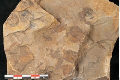 Foto (Detailansicht) von Cyclocarpus sp.  (NHMW-GEO-2024-0188-11159)
